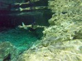 Una de las mejores experiencias que hemos podido tener 🐠🇲🇽 amantes del agua 💯 #snorkeling #Cenote #aktunchen #Quintanaroo #mexico #PlayaDelCarmen #Peces #buceo #Partnerincrime