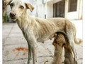 El mundo necesita más acciones 🙌🙌😢😢 #dog #dogs #dogsofinstagram #perro #lovedog #reposting #adopta
