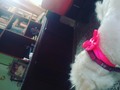 Luciendo mi súper lazo sexy 🐶