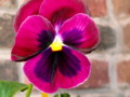 Early Spring Magenta Pansy Flower