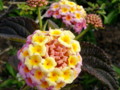 Pink and Yellow Lantana Flowers