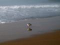 Seagull looking for sand crabs by the water