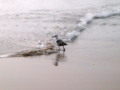 Little bird by the ocean waves
