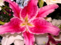 Beautiful, large, pink, tiger lilly.