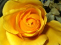 Deep Yellow colored rose