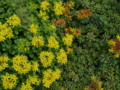 Two different types of perennial, flowering, ground cover