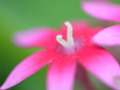 Pink Penta Flower Blur