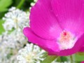 Pink Mallow Flower