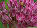 Weird bug on flower cluster