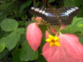 Big butterfly on pink flower