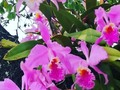 Las orquídeas de mamá