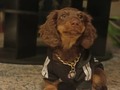 Hace un añito llegaste a nuestras vidas mi pequeño DUNKEL ERDINGER, viniste a llenar ese pedacito vacío que nos faltaba de amor 🐾🤍✨
