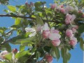 Jonathan Apple Tree Blooms