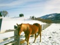 Horse In Wallsburg Pasture