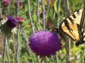 Butterfly On Thistle Blooms