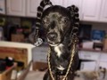 De igual manera le preguntamos a ustedes, que nombre le pondrían, obvio que No Sea Snoop dog