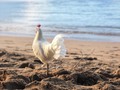 Our lovely feathered friend #aojourneys #puertoricanbeauty #puertorico