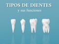 ¿Sabes cuantos dientes tiene una persona adulta?🦷  Una boca sana y completa cuenta con un total de 32 dientes, distribuidos en la parte superior e inferior de la boca😄  La mayoría de las personas completan la dentición definitiva en el momento en que llegan a la adolescencia  Desliza y conoce la función de cada uno de nuestros dientes🙌🏻