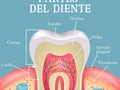 Es normal conocer las partes de la boca como lo son: la lengua, la encía y el paladar.. Pero, ¿realmente conoces las partes de cada diente?  En este post te dejamos a detalle las partes que conforman cada uno de nuestros dientes🦷 . . #partesdeldiente #dientes #encias #hueso #periodonto #ortodoncia #ortodonciaestetica #ortodonciainvisible #venezuela #odontologia #odontoporamor #odontologo #evaluacionodontologica #clinicadental #dentalcare #orthodontics #odontologos🇻🇪 #caracas #colinasdebellomonte #odontosonrisa #blanqueamientodental #caries
