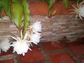 Hoy florecieron 5 #damademedianoche más fino  #13062019 #oswaldoleafar #orquidea #dama_de_la_noche #vida #piensaverde