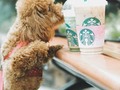 Con solo verlo me dio ganas !! @StarbucksArgentina #CompartiBuenosMomentos #CafeDelDia #MañanasEnStarbucks #StarbucksRewards #DescubríTuSabor patrocinado por @_hashme_