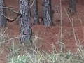Potrero de Garay #cordoba #argentina🇦🇷 los animales empiezan a ocupar su territorio. Los Pumas dueños del lugar !! #fauna #pumas #animales