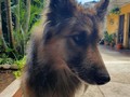 Me encanta ❤ #pet #shepherd #belgium #belgiumshepherd #gt #guatemala #dog #love