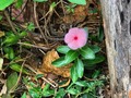 Florece no te quedes esperando que el sol salió.
