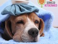 Cuida a tu mascota con nosotros 🤗 te ofrecemos el mejor servicio de #veterinaria 🐕🐶 . . El mejor cuidado y atención para tus mascotas 🐶😍🏠🙌 Ven a visitarnos !! Pet Shop en Panamá: Hotel, guardería, Microchip, Peluquería, Veterinaria, Transporte, Tramites viajeros 2033615 / 2033616 / 61173841 #patitas #dog #veterinaria #transporte #guarderia #hotel #mascotas #peluqueria #transporte #tramitesviajeros #perros #amor #familia #mascotas