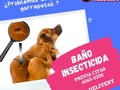 En infestaciones más severas, es fácil de detectar a las pulgas saltando y moviendose por el cuerpo de tu perro. En infestaciones más obvias, puedes notar que tu perro está inquieto y se rasca, lame o se muerde más de lo normal en ciertas zonas del cuerpo. Si tu perro sacude la cabeza a menudo o se rasca las orejas es un claro síntoma de una infestación de pulgas en tu perro. Si tu mascota necesita un baño para tratar ese problema cuenta con nosotros no salgas de casa escríbenos . 😍😍😺🐶#patitas #dog #veterinaria #transporte #guarderia #hotel #mascotas #peluqueria #transporte #tramitesviajeros #perros #amor #familia #mascotas #animales