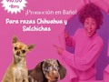 Nueva promoción a la vista🐶👀  Si tu peludo es de estas razas no desaproveches esta promo y saca tu cita Ya!!  Promoción valida desde el 18 al 30 de Marzo ¡Recuerda sacar tu cita!📲  No aplica los día lunes No aplica en cortes  Tratamientos Deslanados  Ni con otras promos  🐾🐾Escribenos al 6117-3841📲 🐾PATITAS MARKET🐾 Av. Ricardo J Alfaro Plaza Verona . Local N°1 Planta baja.🐾 🐱🐶😍😍😍 🐾El Mundo de los Salchichas🐾  #patitasmarket #patitas #dog #veterinaria #transporte #guarderia #hotelcanino #mascotas #peluqueriacanina #transportecanino #tramitesviajeros #Pets #Cats #Dogs #dogsofinstagram #catsofinstagram #dashchund #dashchundsofinstagram #dashchundlove #puppylove