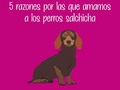 5 razones para amar a los Dachshund🐶🐕  Y si tienes un perro de esta raza, confirma en los comentarios si todo es cierto🥰☺  🐾El Mundo de los Salchichas🐾  #patitasmarket #patitas #dog #veterinaria #transporte #guarderia #hotelcanino #mascotas #peluqueriacanina #transportecanino #tramitesviajeros #Pets #Cats #Dogs #dogsofinstagram #catsofinstagram #dashchund #dashchundsofinstagram #dashchundlove #puppylove
