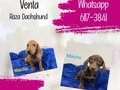 ¡Cachorros en venta!   Pregunta ya por los cachorros disponibles🐾🐾💚 Raza: Dashchund  🐾🐾Escribenos al 6117-3841📲 🐾PATITAS MARKET🐾 Av. Ricardo J Alfaro Plaza Verona . Local N°1 Planta baja.🐾 🐱🐶😍😍😍 🐾El Mundo de los Salchichas🐾  #patitasmarket #patitas #dog #veterinaria #transporte #guarderia #hotelcanino #mascotas #peluqueriacanina #transportecanino #tramitesviajeros #Pets #Cats #Dogs #dogsofinstagram #catsofinstagram #dashchund #dashchundsofinstagram #dashchundlove #puppylove