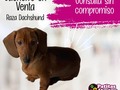 ¡Cachorro en venta!   🐾🐾💚 Raza: Dashchund  🐾🐾Escribenos al 6117-3841📲 🐾PATITAS MARKET🐾 Av. Ricardo J Alfaro Plaza Verona . Local N°1 Planta baja.🐾 🐱🐶😍😍😍 🐾El Mundo de los Salchichas🐾  #patitasmarket #patitas #dog #veterinaria #transporte #guarderia #hotelcanino #mascotas #peluqueriacanina #transportecanino #tramitesviajeros #Pets #Cats #Dogs #dogsofinstagram #catsofinstagram #dashchund #dashchundsofinstagram #dashchundlove #puppylove