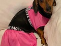 Participante #1 Kiener Sofia #ConcursoDeVerano  Cuantos me gusta le regala a esta hermosa🐶🐶