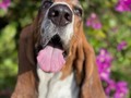 Participante #3 Blue Antonella #ConcursoDeVerano  Cuantos me gusta le regalan🐶🐶