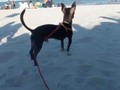 Participante #9 Firulais Maya #ConcursoDeVerano  Cuantos me gusta le regalan🐶🐶