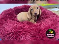 ¡En Venta!  🐾🐾💚 Raza: Dashchund  🐾🐾Escribenos al 6117-3841📲 🐾PATITAS MARKET🐾 Av. Ricardo J Alfaro Plaza Verona . Local N°1 Planta baja.🐾 🐱🐶😍😍😍 🐾El Mundo de los Salchichas🐾  #patitasmarket #patitas #dog #veterinaria #transporte #guarderia #hotelcanino #mascotas #peluqueriacanina #transportecanino #tramitesviajeros #Pets #Cats #Dogs #dogsofinstagram #catsofinstagram #dashchund #dashchundsofinstagram #dashchundlove #puppylove