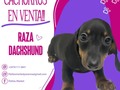 ¿Quién no ama a los cachorros? Y más si son Salchichas😍🐶❤️  En venta cachorros💯🙌 Macho y Hembra... Escríbenos y pregunta sin compromiso  🐾🐾6117-3841📲 🐾PATITAS MARKET🐾 Av. Ricardo J Alfaro Plaza Verona . Local N°1 Planta baja.🐾 🐱🐶😍😍😍 🐾El Mundo de los Salchichas🐾  #patitasmarket #patitas #dog #veterinaria #transporte #guarderia #hotelcanino #mascotas #peluqueriacanina #transportecanino #tramitesviajeros #Pets #Cats #Dogs #dogsofinstagram #catsofinstagram #dashchund #dashchundsofinstagram #dashchundlove #puppylove
