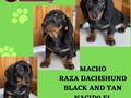 Cachorro Disponible  Raza Dashund- Black and Tan Nacido el 28 de Marzo 2023  #Perro#dogs#dog#cachorro#camada#dashund#dashundblackandtan#panamacity#panamá#507pty
