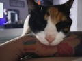 Michi hermosa …..