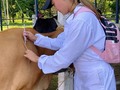 No me equivoqué al decidir en incluir esto en mi vida 💛 👩🏻‍⚕️ . . Madrugadas, revolcadas, patadas, corneadas y tantas cosas que implican el estar acá; sin duda le dan el sabor a este camino.  . #vetlifestyle#vetgirl#veterinary