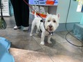 Felices 7 años mi gordito ❤️ Que sean muchos más ❤️ #westie #westitude  #westy