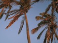 Mar, palmeiras, sombras e agua fresca pra nós. Beleza pura.