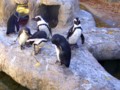 Penquins are the Cutest Creatures