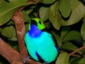 This is the Paradise Tanager - Beautiful Bird