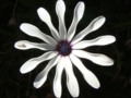 The african daisy and the insect