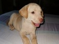 La nueva integrante de la familia isis #puppy #mascotas #hijopeludo #labradorretriever #dog #love #amorperruno #happy