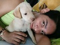 La nueva integrante de la familia isis #puppy #mascotas #hijopeludo #labradorretriever #dog #love #amorperruno #happy