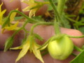 Another tomato with her flowers